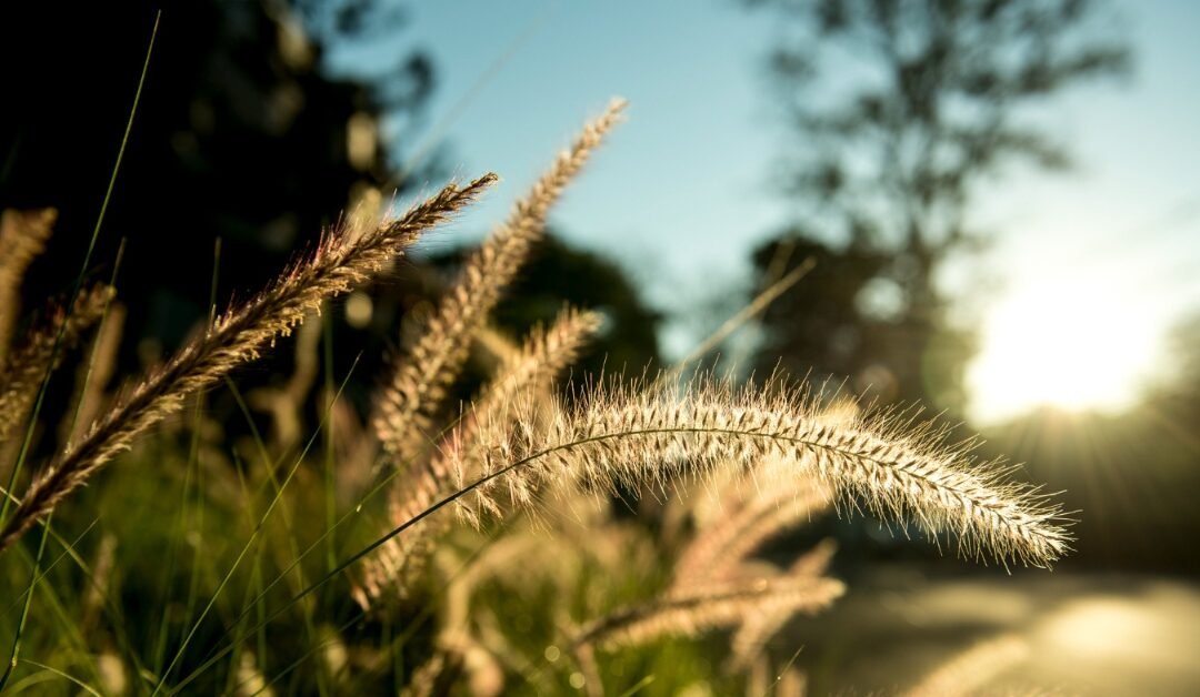 Touch Grass – Nature, Mental Health, and Family Well-Being