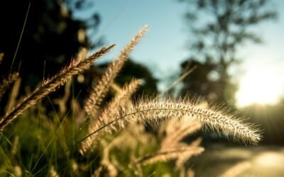 Touch Grass – Nature, Mental Health, and Family Well-Being
